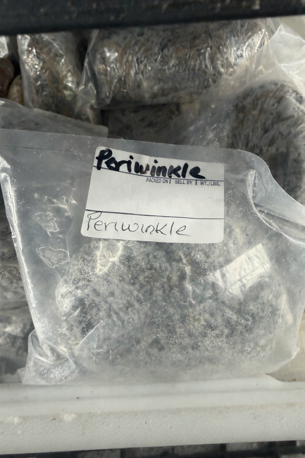 Periwinkle