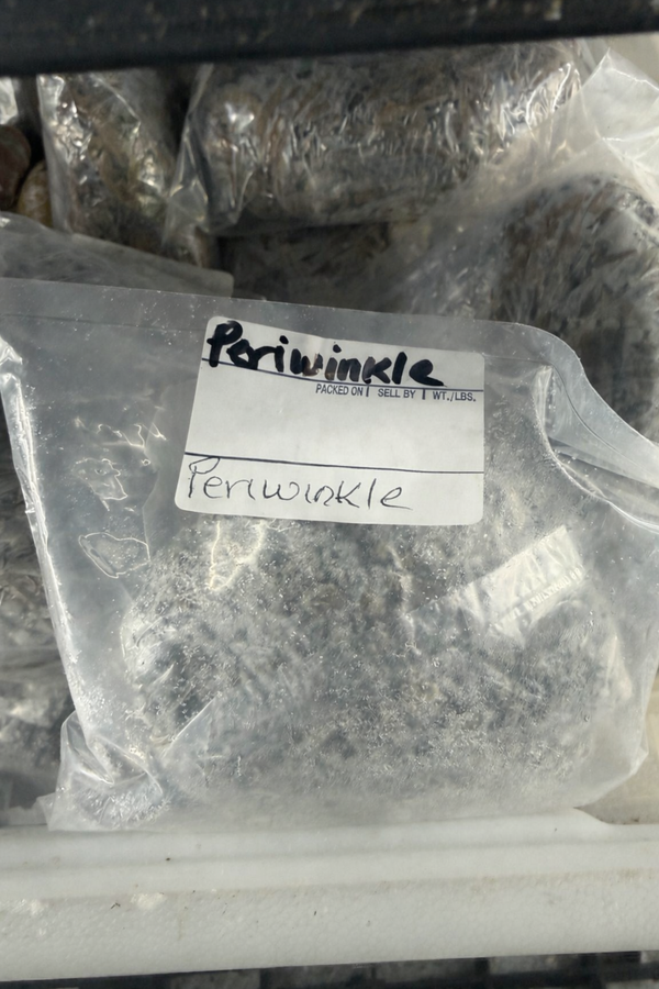 Periwinkle