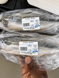 Fresh Mackerel – Whole Fish